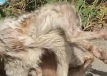 T0901039 One rescue away from a different ending.