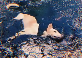 T0901040 He survived this long… but how much longer?