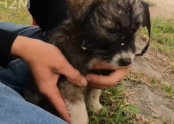 T1301001 No one heard this tiny cry… except the camera. 💔