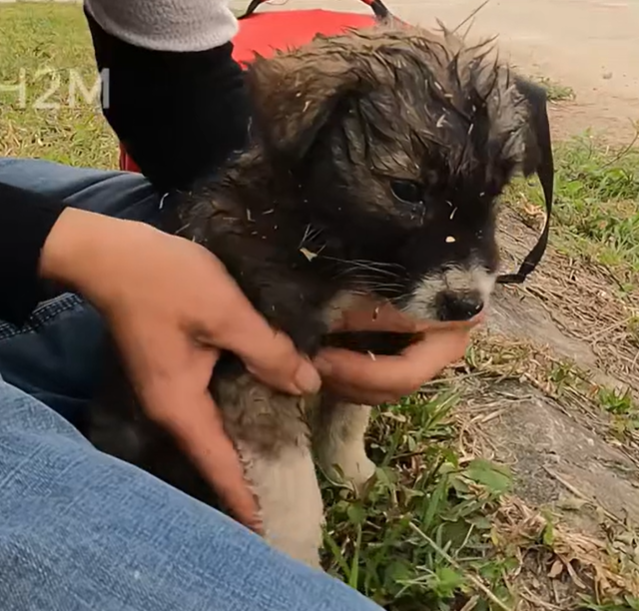 T1301001 No one heard this tiny cry… except the camera. 💔