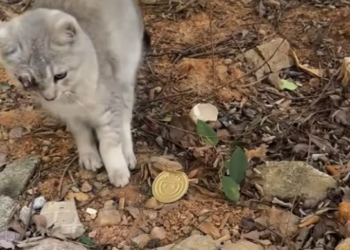 T0301009 He tried to stand… his body refused.