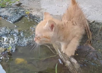 T1301005 Hiding under leaves, trying to survive one more moment.