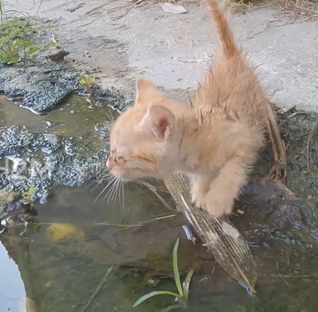 T1301005 Hiding under leaves, trying to survive one more moment.