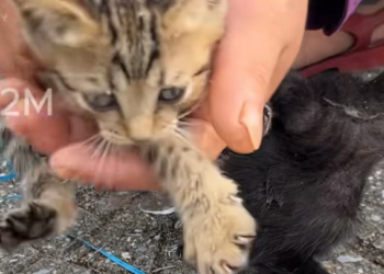 T1301006 No voice left to cry, only eyes asking for help.