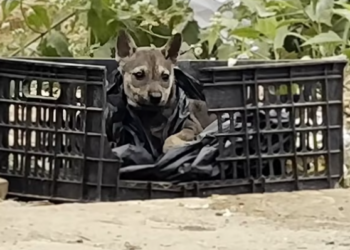 T1301007 Abandoned, scared, and barely moving anymore.