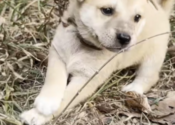 T1301009 Injured and alone, but still holding on.