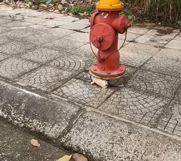 T1301010 The night was quiet, but the pain was loud.