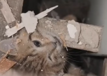 T1301011 Shaking softly, afraid the world had forgotten them.