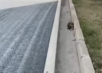 T1301012 A small body fighting a very big fear.