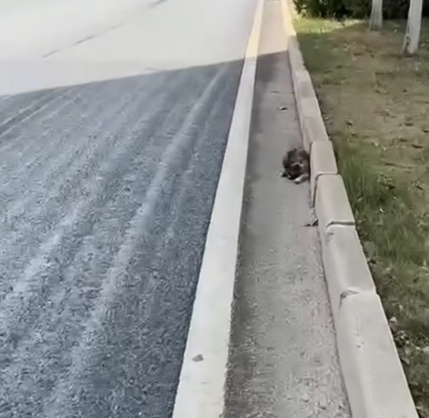 T1301012 A small body fighting a very big fear.