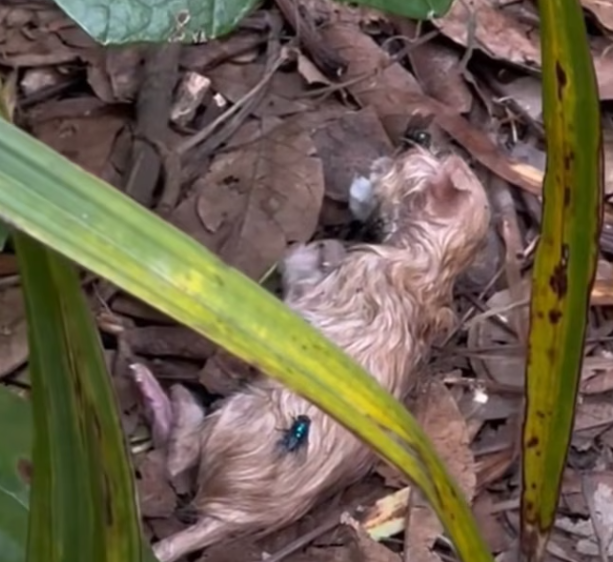 T1301013 Lost, hurt, and unsure if morning would come.