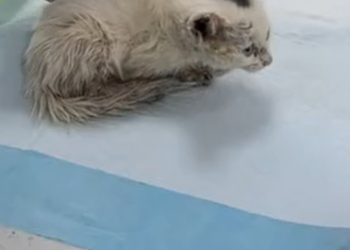 T1301016 A gentle soul trapped in a cruel moment.