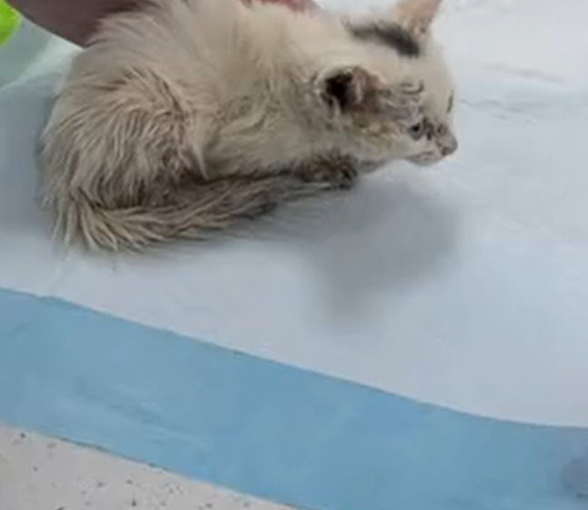 T1301016 A gentle soul trapped in a cruel moment.