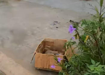 T1301017 Weak movements, slow breathing, silent suffering.