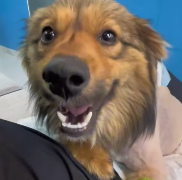 T1301018 Exhausted, injured, and running out of strength.