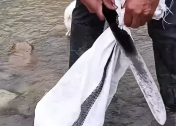 T1301020 Exhausted, injured, and running out of strength.