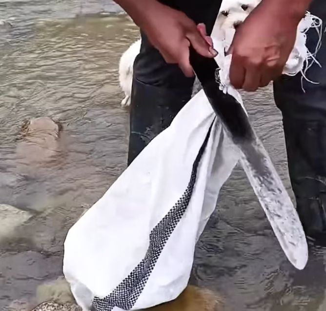 T1301020 Exhausted, injured, and running out of strength.