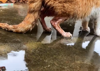 T1301021 Curled up tightly, trying to protect what little strength remained.