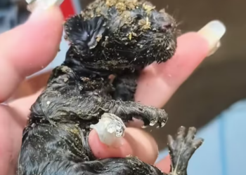 T0301002 Left behind like trash… but still breathing.