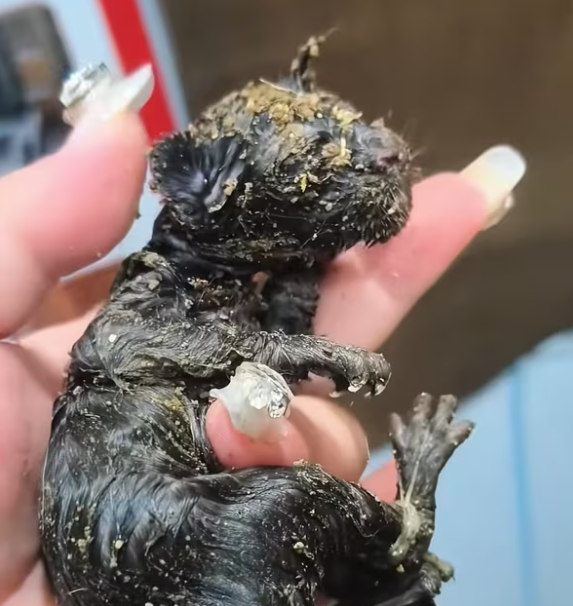 T0301002 Left behind like trash… but still breathing.