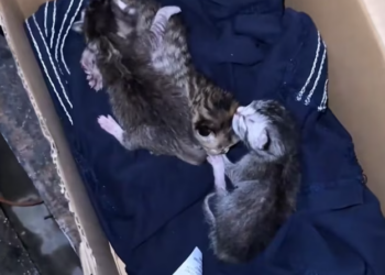 T1301026 A quiet cry lost in the night.