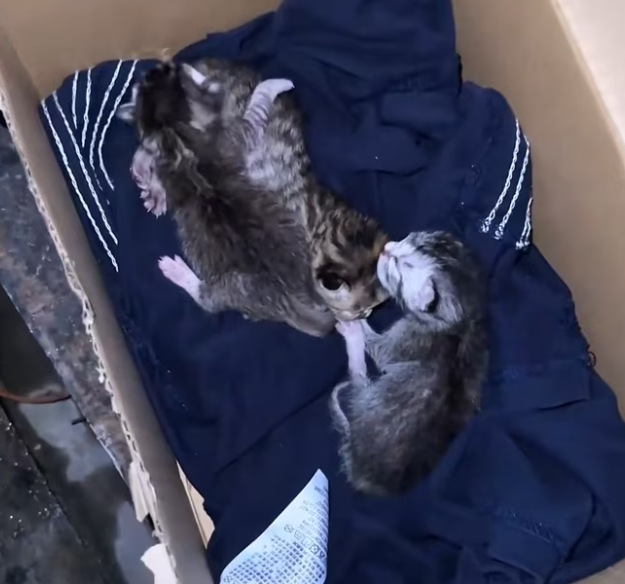 T1301026 A quiet cry lost in the night.