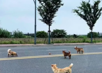 T1301028 Fragile body, strong will to survive.