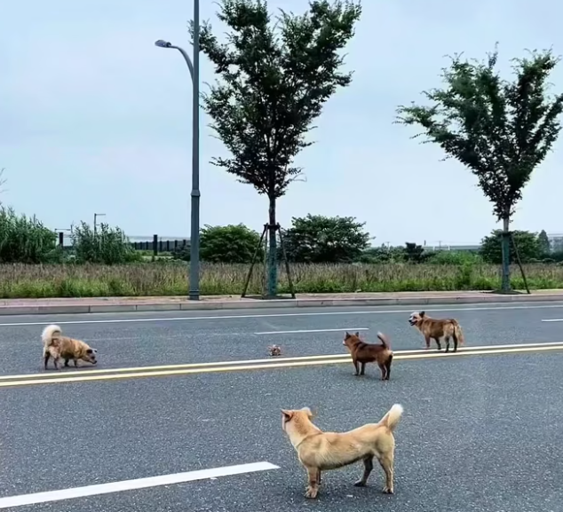 T1301028 Fragile body, strong will to survive.