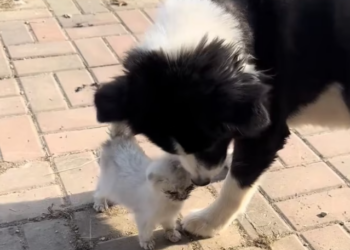 T1301032 A wounded soul hiding from a harsh world.