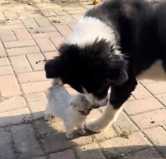 T1301032 A wounded soul hiding from a harsh world.