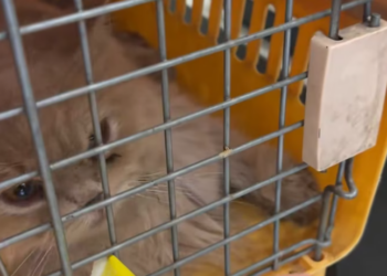 T1301033 Silent suffering beneath the leaves and shadows.