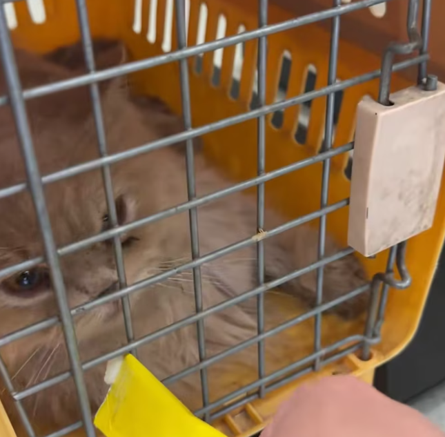 T1301033 Silent suffering beneath the leaves and shadows.