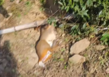 T1301034 Too weak to run, too scared to move.