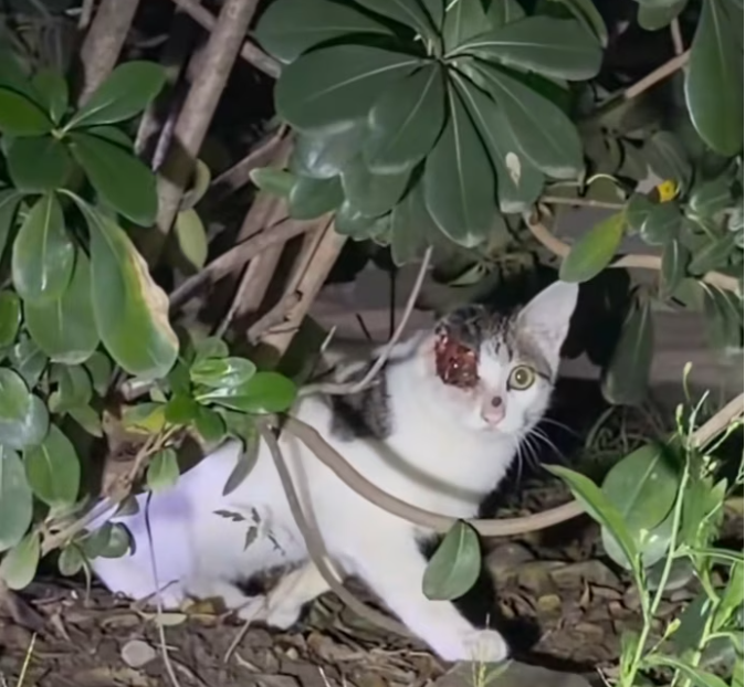 T1301036 One small life fighting against the odds.