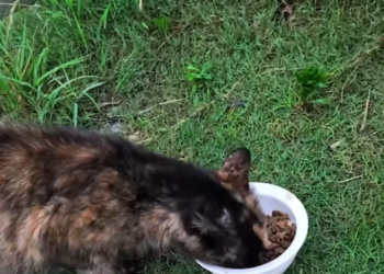 T1301037 Hiding quietly, afraid to trust again.