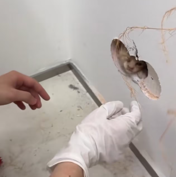 T1301038 Weak, injured, and waiting for kindness.