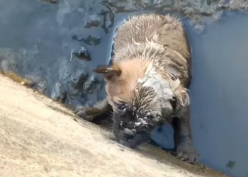 T0301001 He didn’t cry for attention. He cried because he was losing hope.