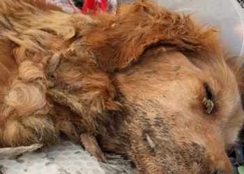 T0301013 Every breath sounded like a cry for help.