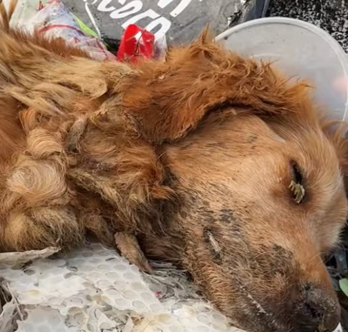 T0301013 Every breath sounded like a cry for help.