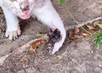 T1701002 Trapped and trembling, it looked like hope was slipping away. Watch the rest.