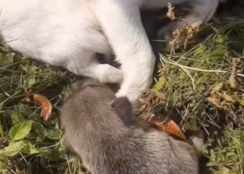 T1701003 Exhausted, terrified, and running out of strength… this moment could have ended everything.