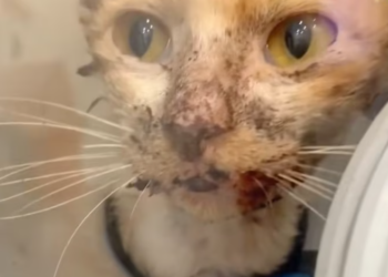 T1701005 Every second felt heavier, every breath harder… then something changed.