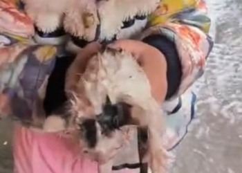 T1701006 Powerless and scared, it didn’t know if help would ever come. See what happened next.