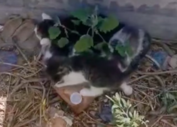 T1701007 This wasn’t just fear — it was pure desperation. Watch until the end.