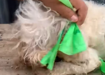 T1701009 Trapped with no way out, it looked like the end was near. Keep watching.