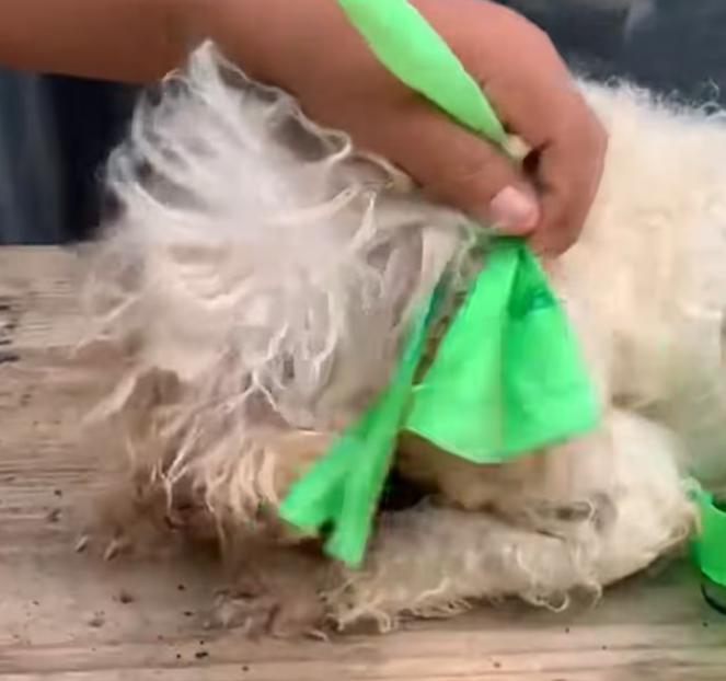 T1701009 Trapped with no way out, it looked like the end was near. Keep watching.