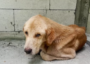 T1701010 Fear took over as strength disappeared. What happened next changed everything.