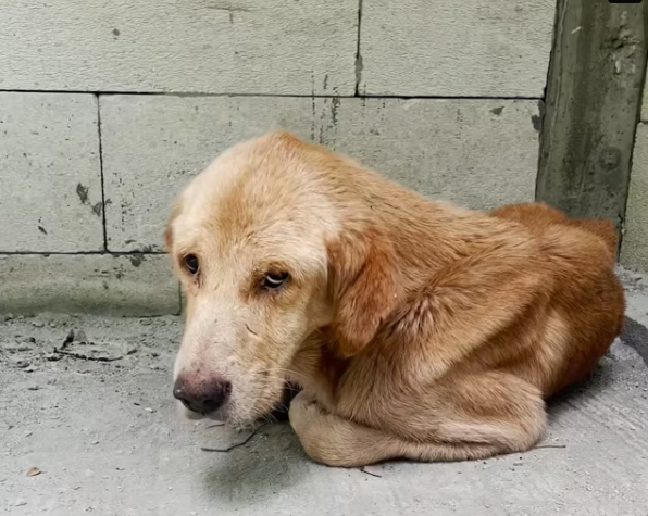 T1701010 Fear took over as strength disappeared. What happened next changed everything.