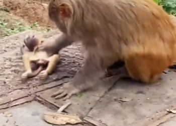 T0301014 He wasn’t aggressive. He was scared.