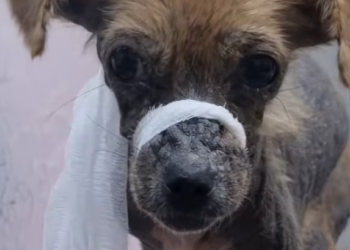 T1701012 This was the moment hope almost vanished completely. Watch closely.